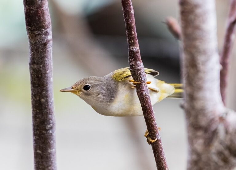 Types of Warblers: A Complete Guide