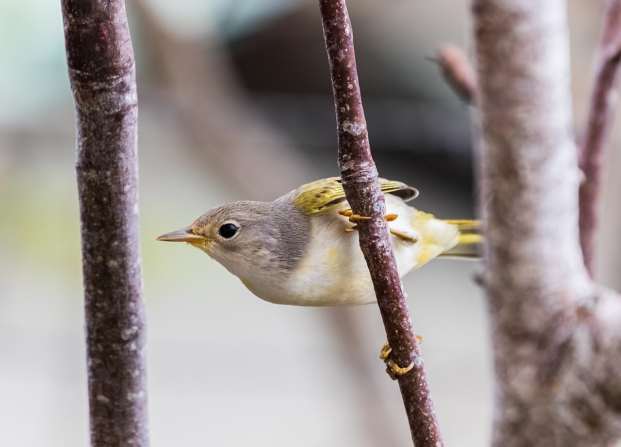 Types of Warblers: A Complete Guide