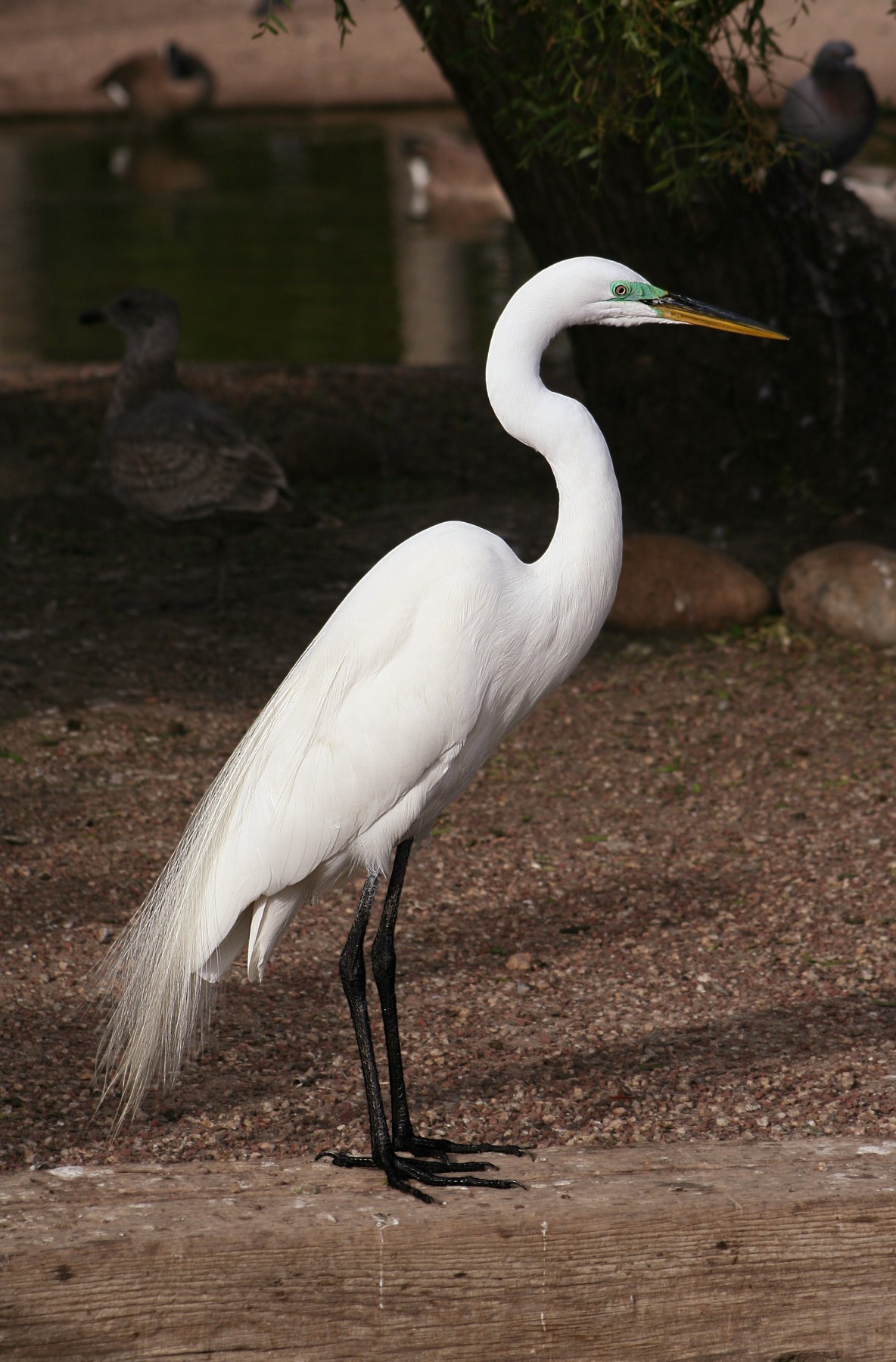 Types of White Birds: A Complete Guide