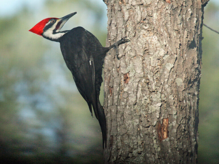 Types of Woodpeckers: A Complete Guide