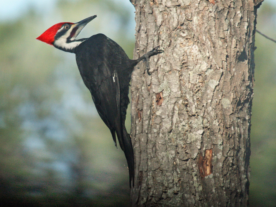 Types of Woodpeckers: A Complete Guide