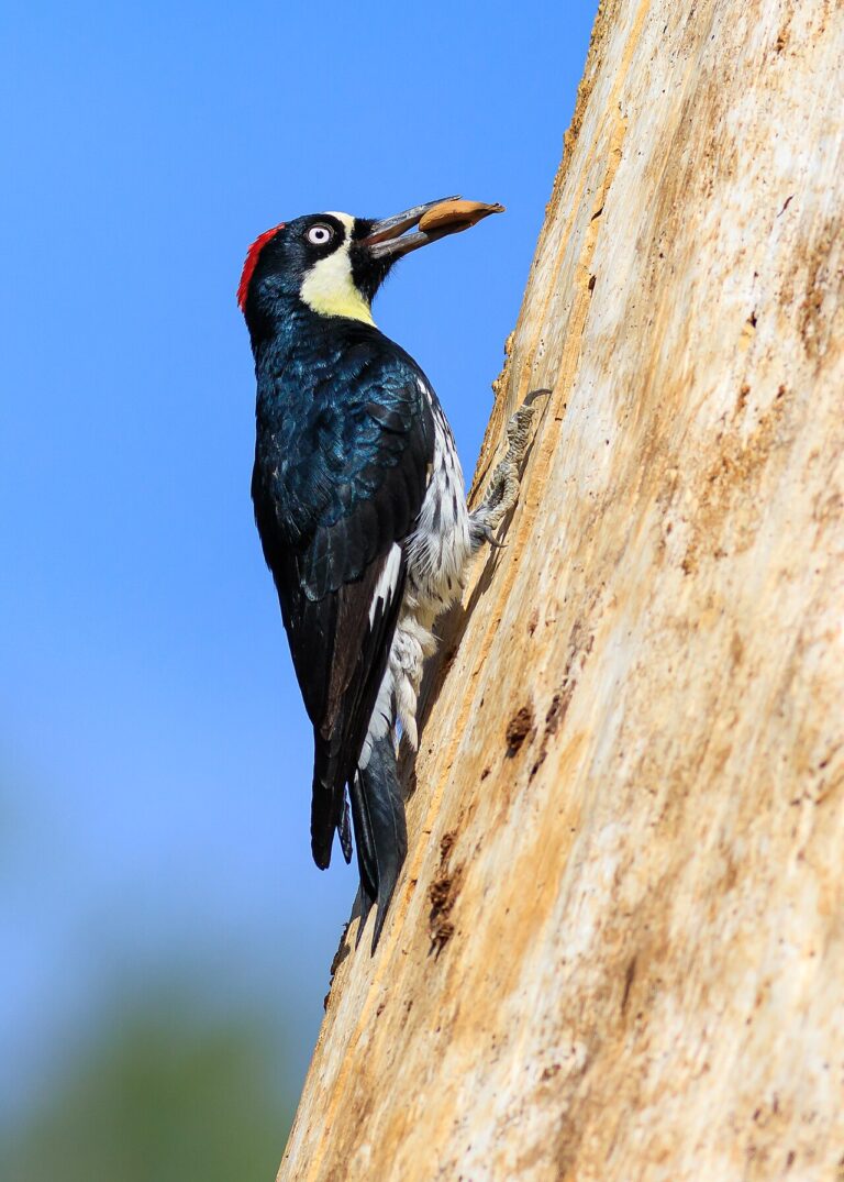 Types of Woodpeckers in California: Identification Guide