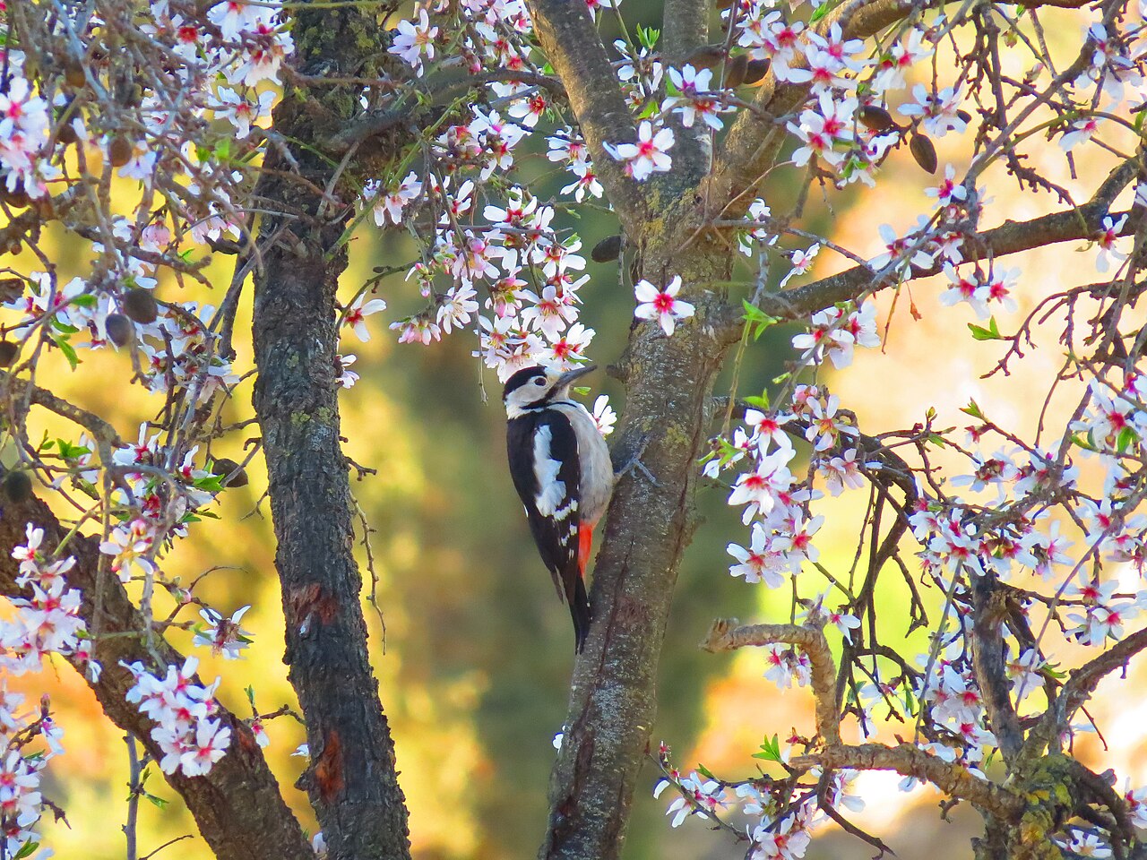Woodpecker Habitats Across California