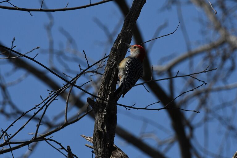 Types of Woodpeckers in Florida: A Complete Guide