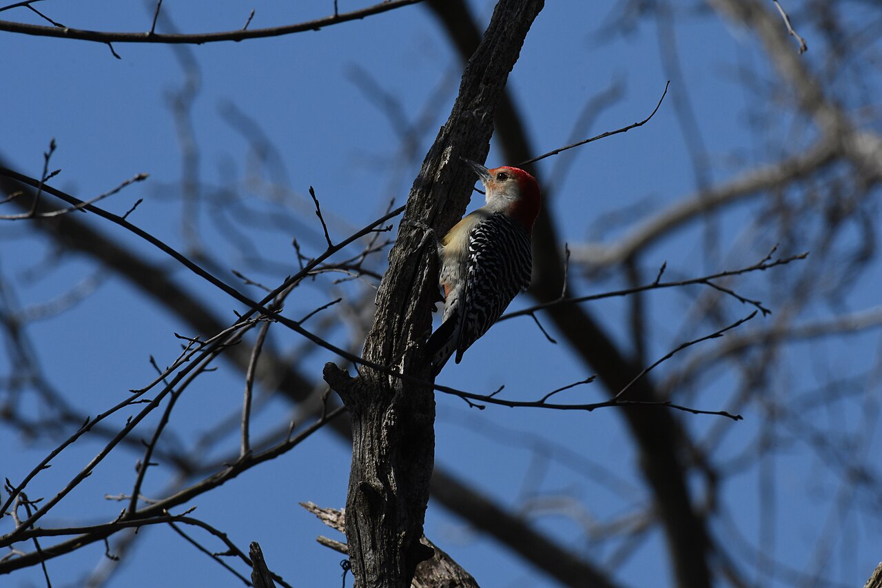 Types of Woodpeckers in Florida: A Complete Guide