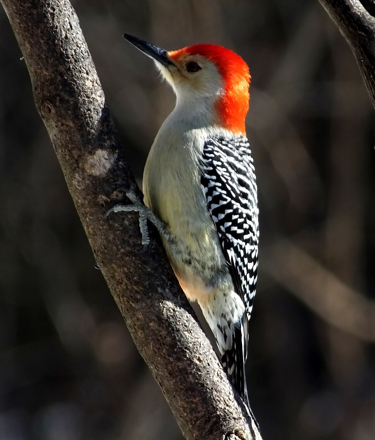 Types of Woodpeckers in Georgia: A Complete Guide