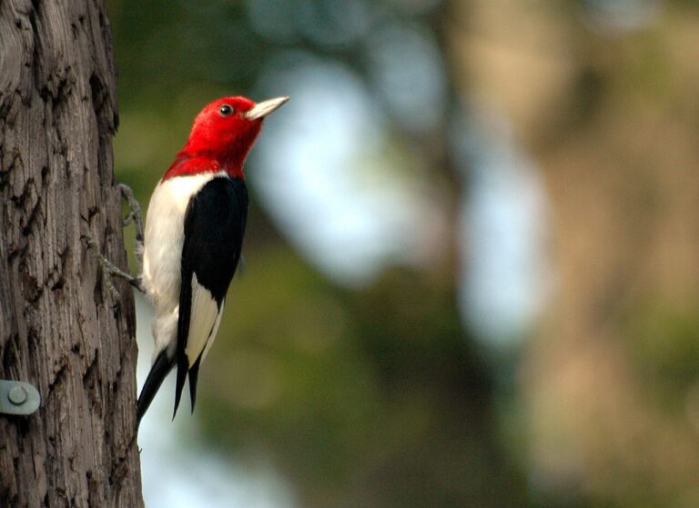 Types of Woodpeckers in Illinois: Identification Guide