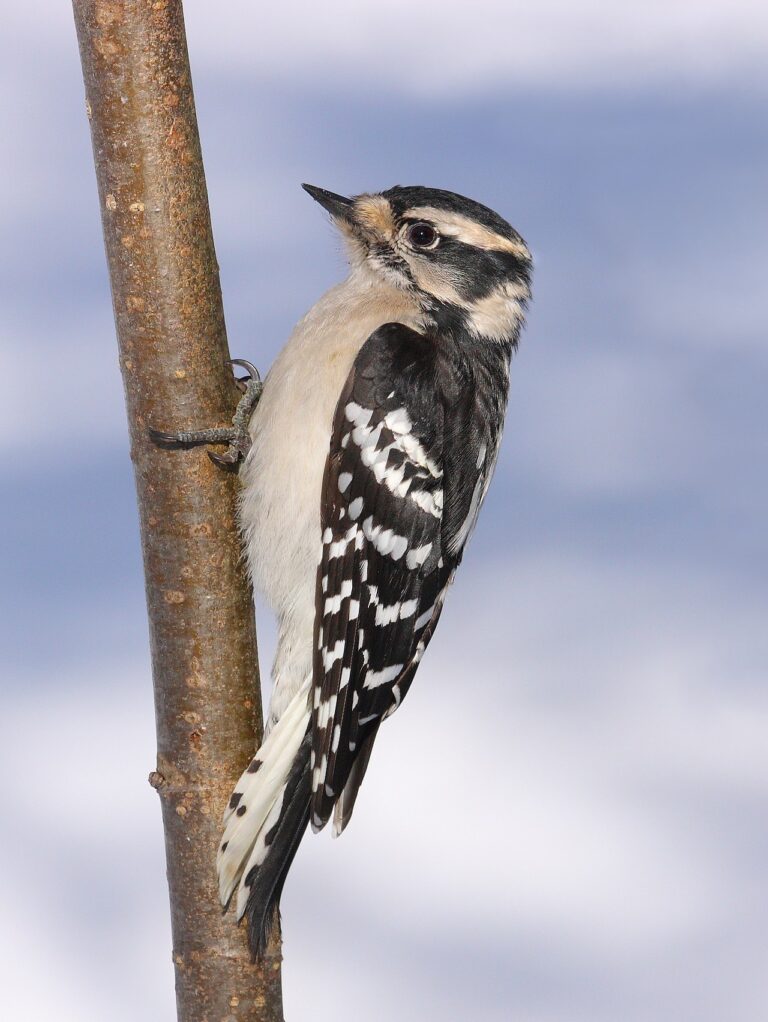 Types of Woodpeckers in Michigan: A Complete Guide