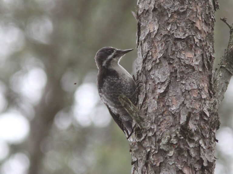 Types of Woodpeckers in New York: Identification Guide