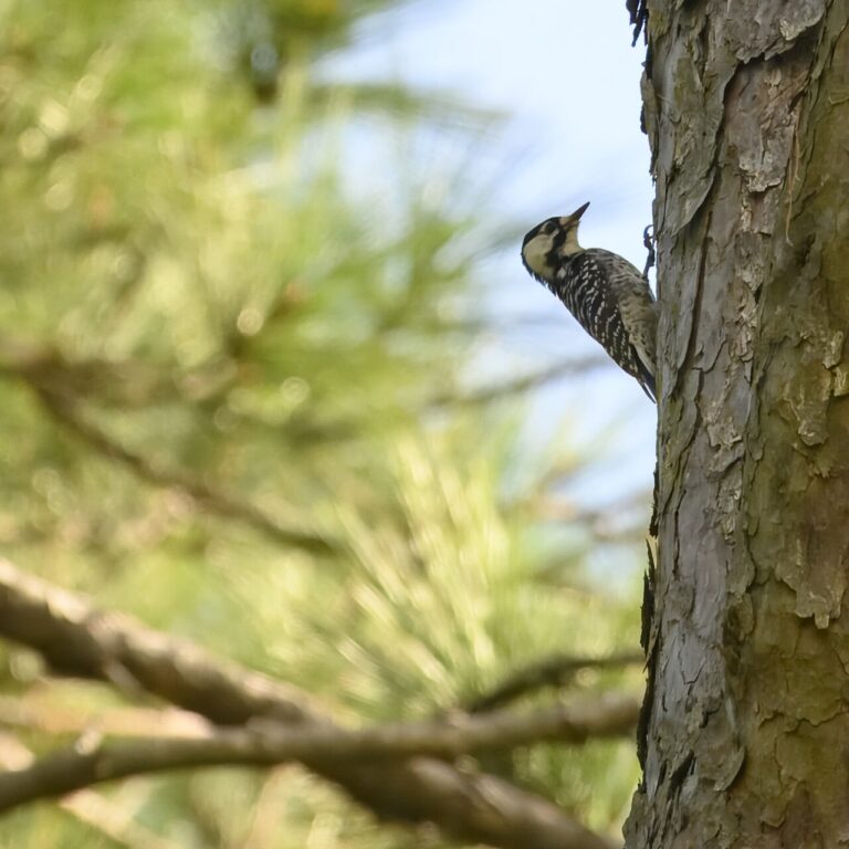 Types of Woodpeckers in South Carolina: Identification Guide