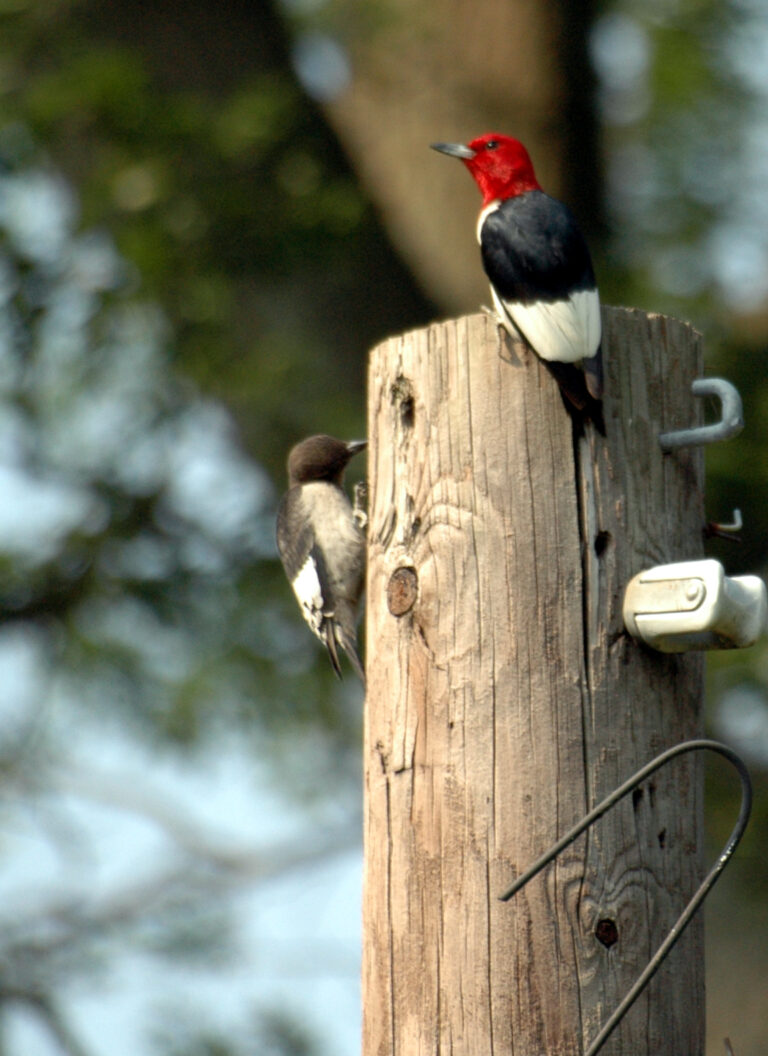 Types of Woodpeckers in Tennessee: A Complete Guide