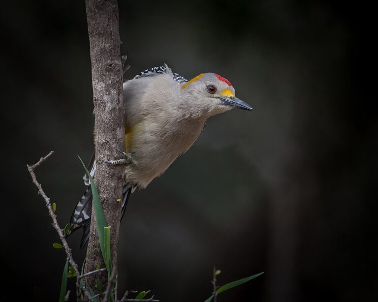 Types of Woodpeckers in Texas: Identification Guide