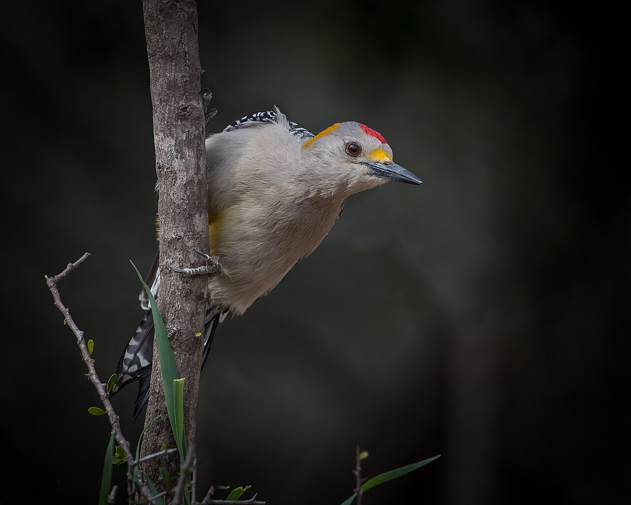 Types of Woodpeckers in Texas: Identification Guide