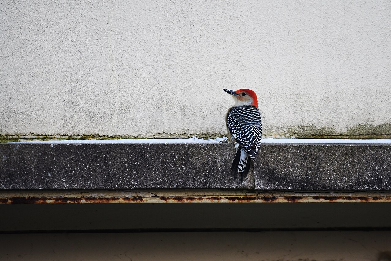 Woodpecker Habitats Across Texas