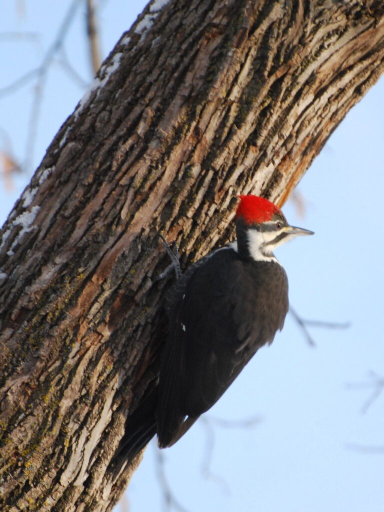 Types of Woodpeckers in Virginia: A Complete Guide