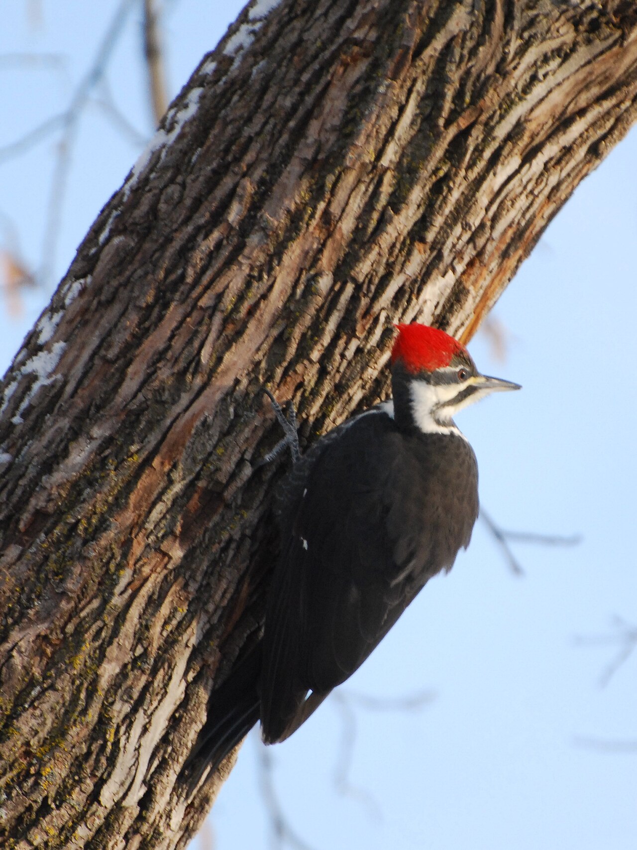Types of Woodpeckers in Virginia: A Complete Guide