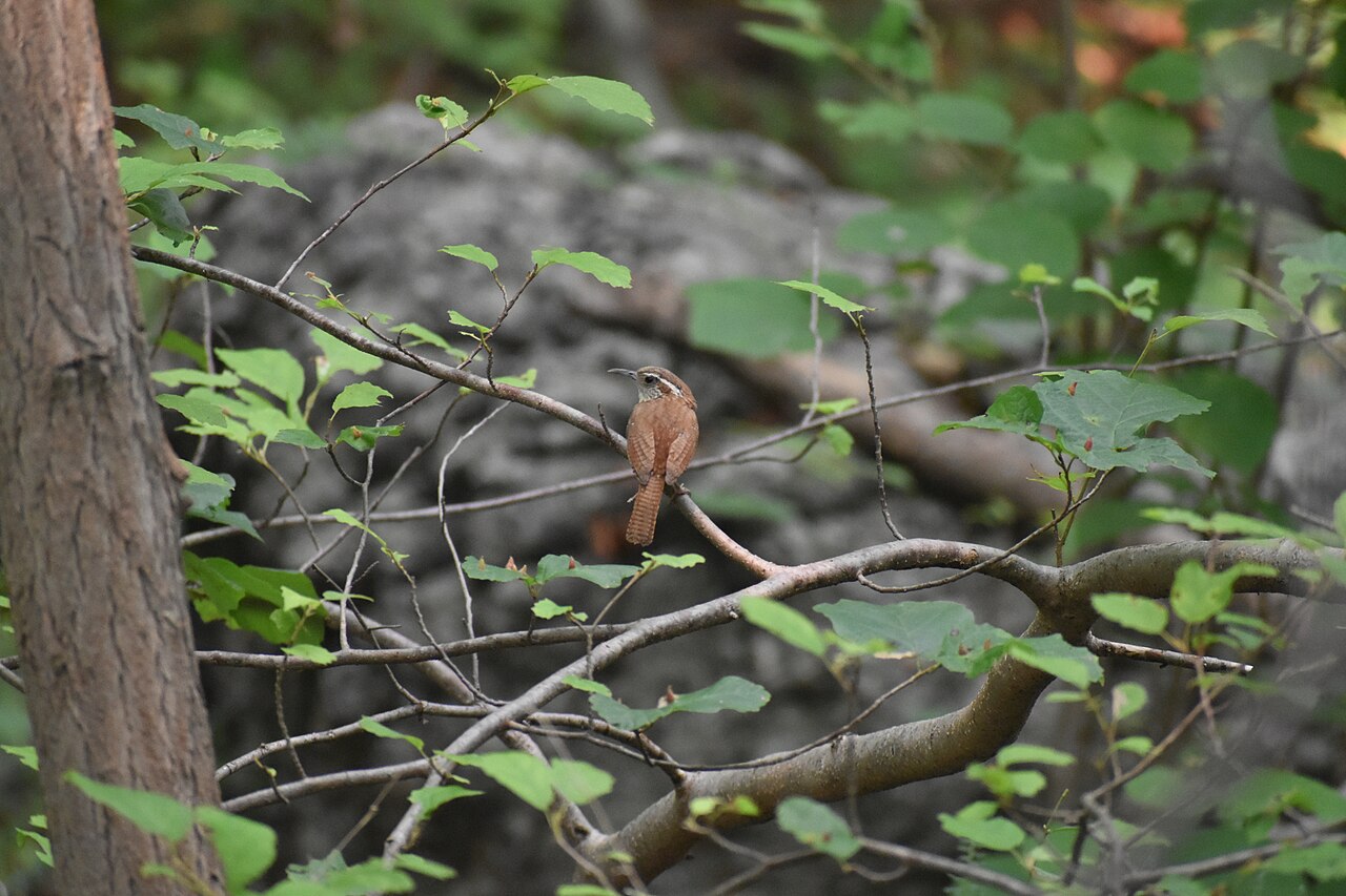 Types of Wrens: A Complete Guide