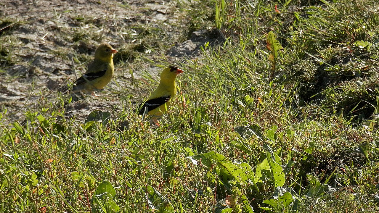 Types of Yellow Birds: A Complete Guide