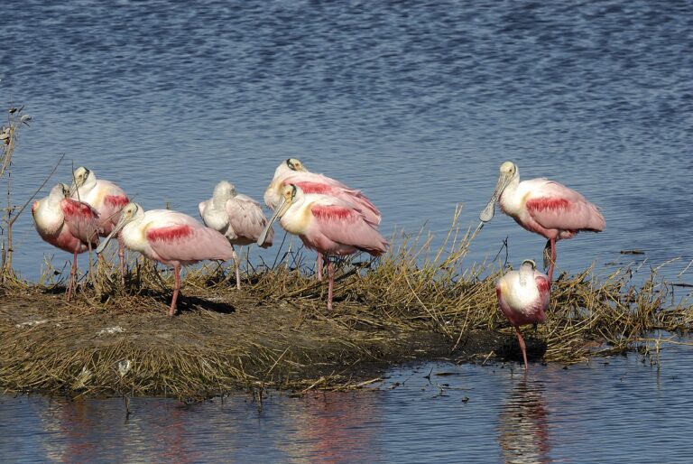 Water Birds in Florida: A Complete Guide