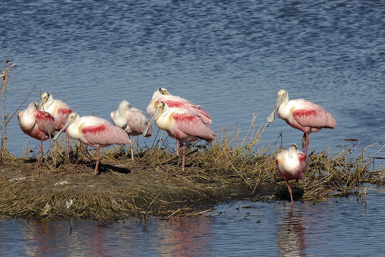 Water Birds in Florida: A Complete Guide