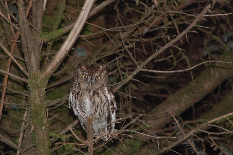 Western Screech-Owl: Identification, Sounds, and Facts