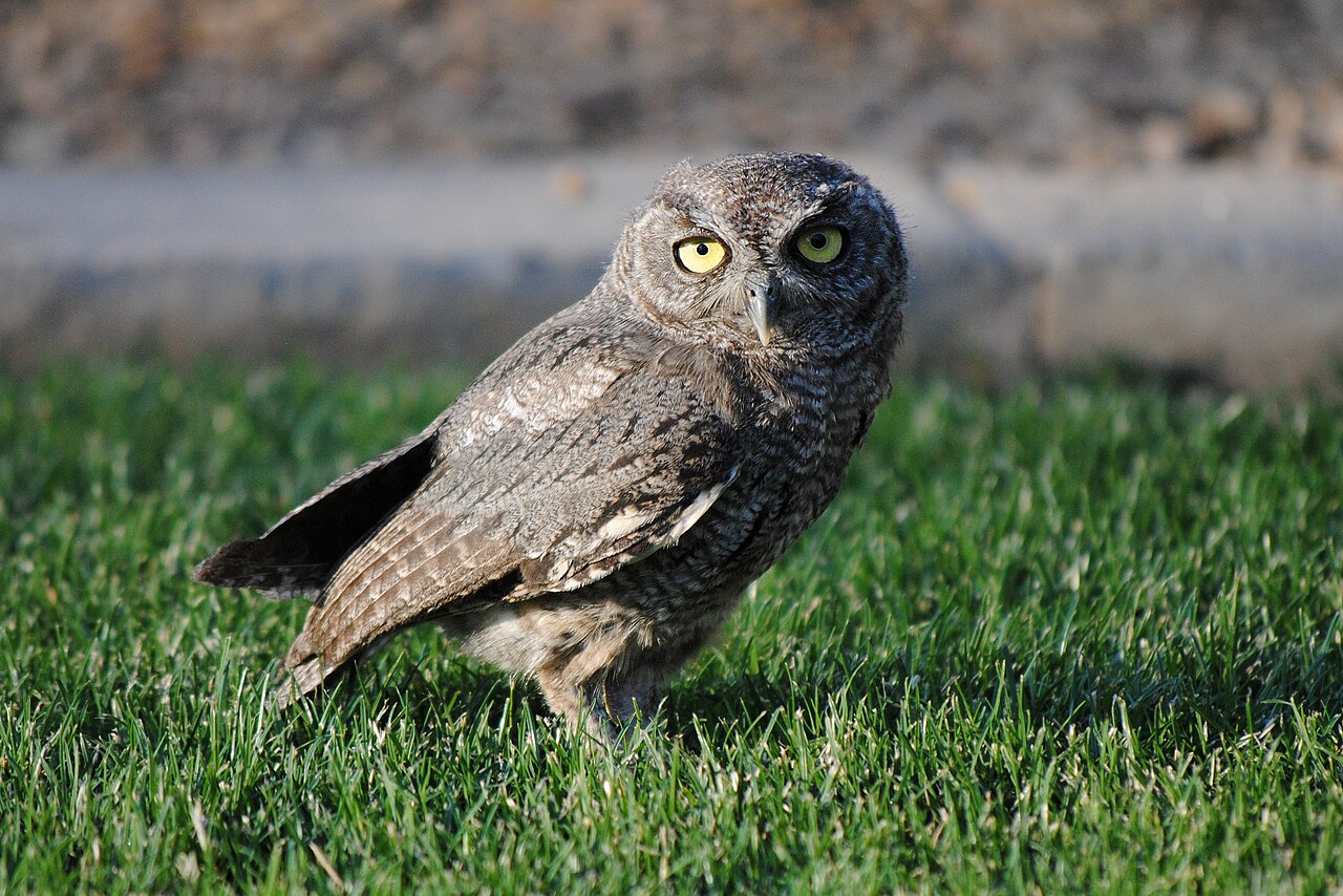 Western Screech-Owl sounds and calls