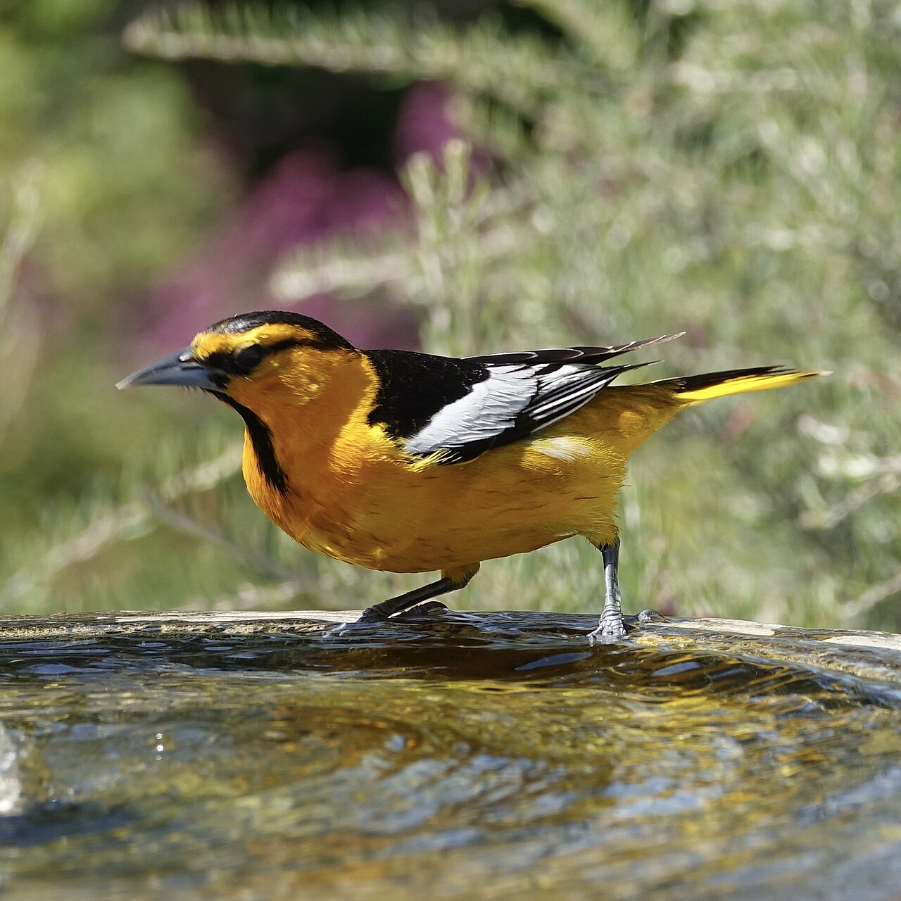 What Colors Attract Birds? The Complete Science-Backed Guide