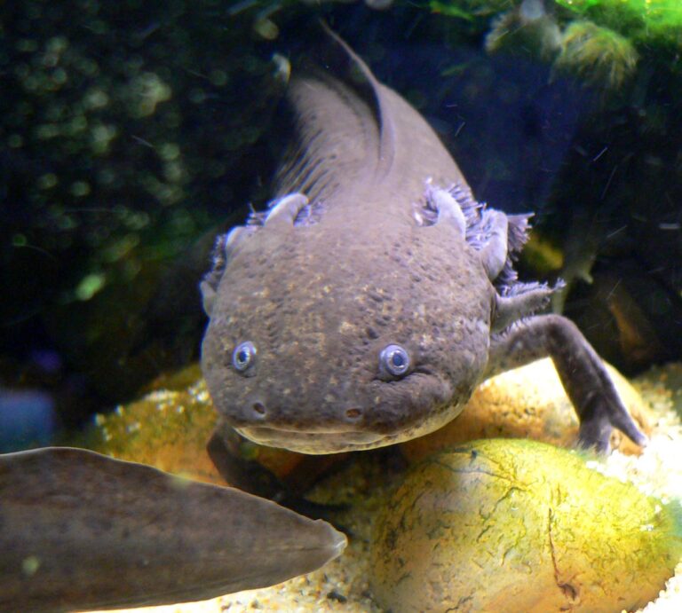 What Do Axolotls Eat? Wild & Pet Diet Guide