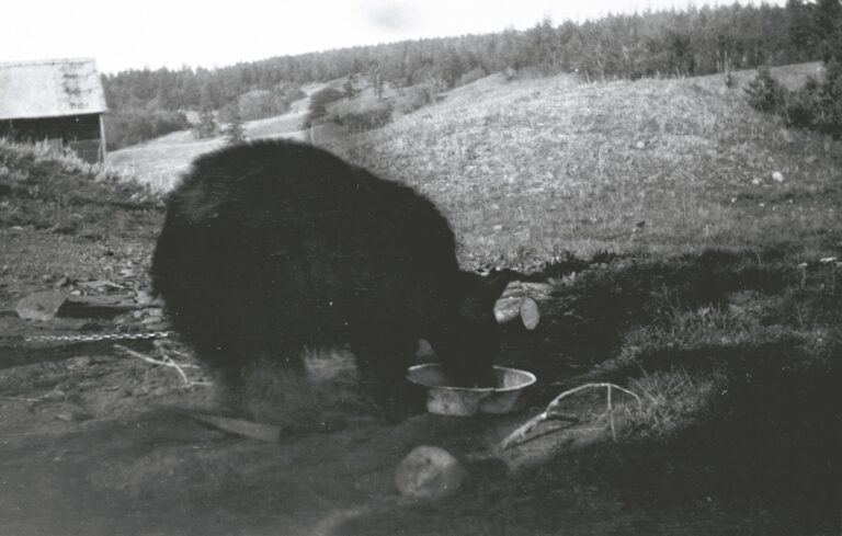 What Do Bears Eat? Diet by Species & Season