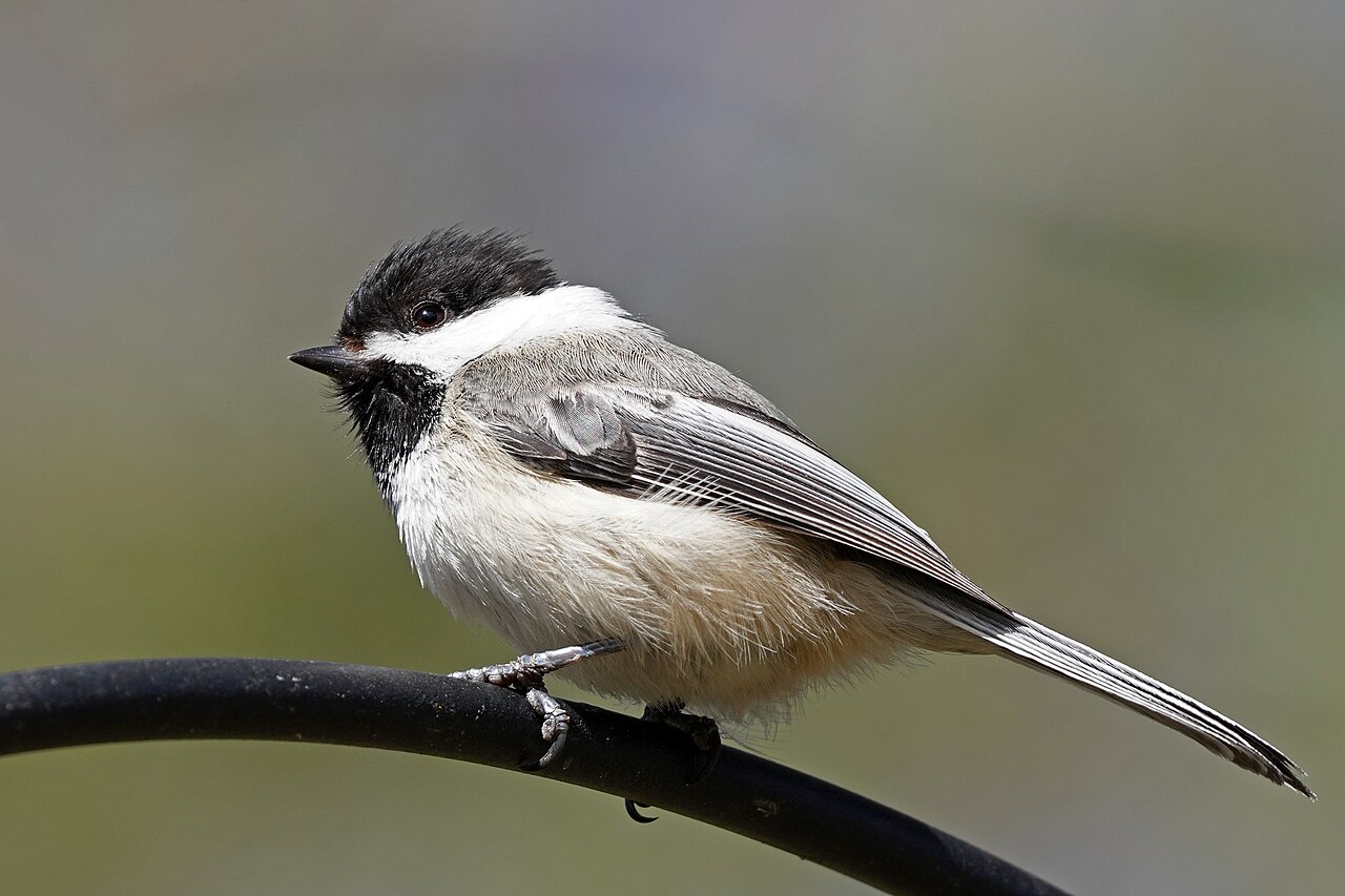 Black-capped chickadee at a feeder