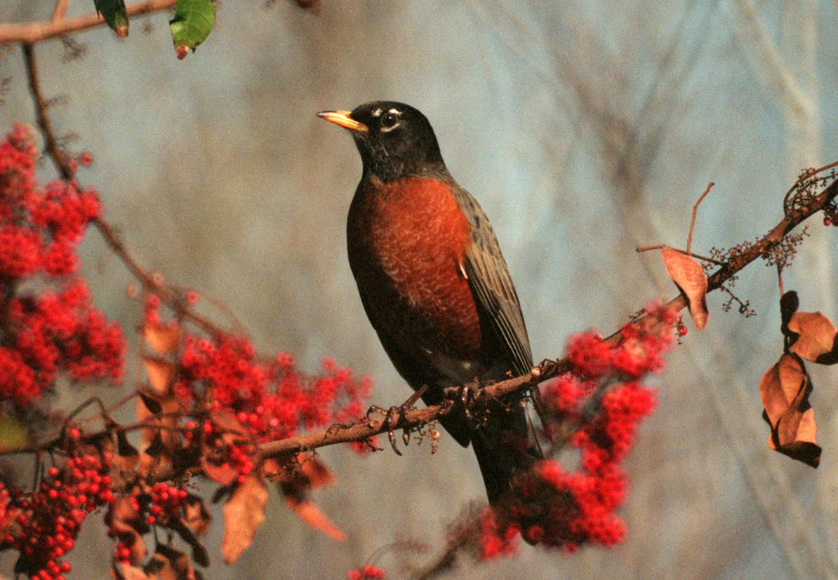 American Robin eating a berry