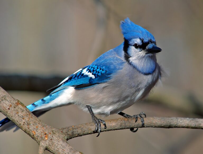 What Do Blue Jays Eat? Complete Diet Guide