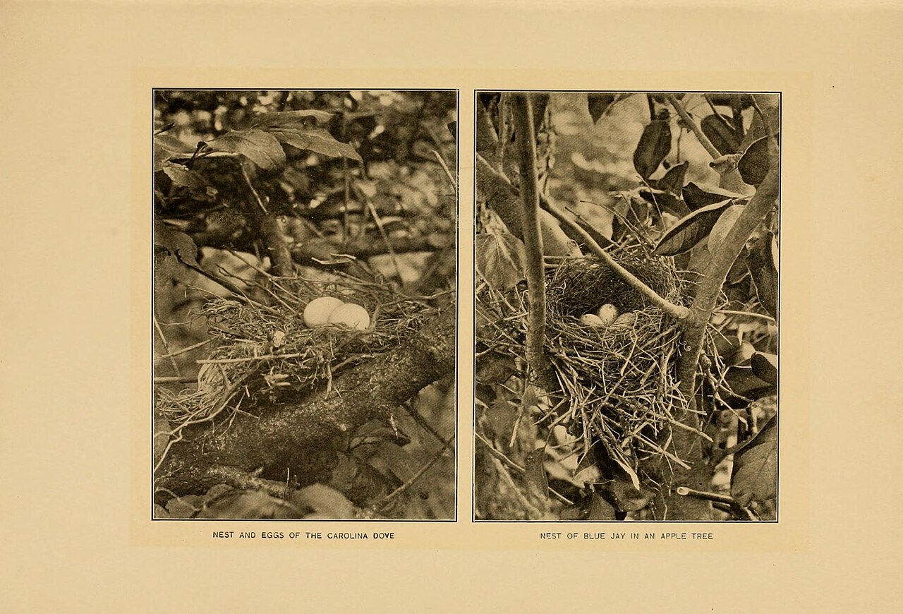 Do Blue Jays Eat Other Birds and Eggs?