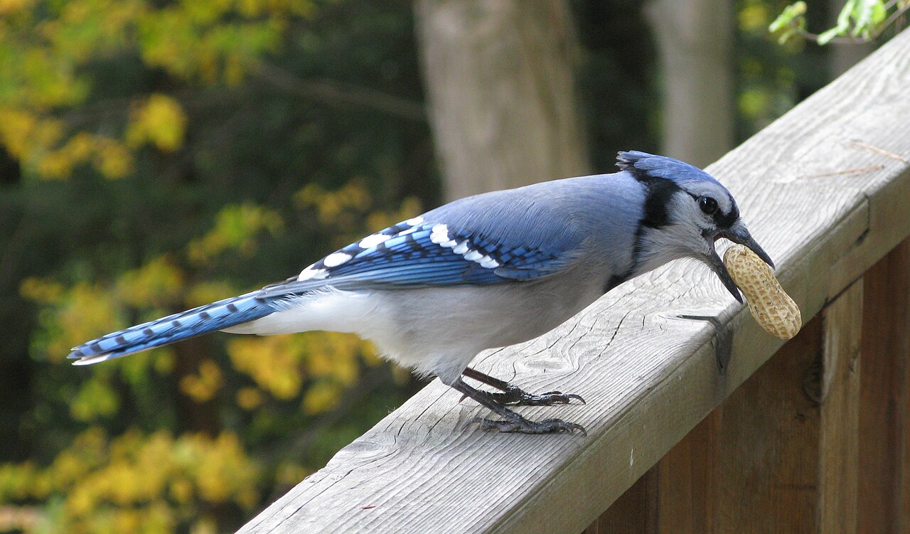 Best Foods to Feed Blue Jays at Feeders