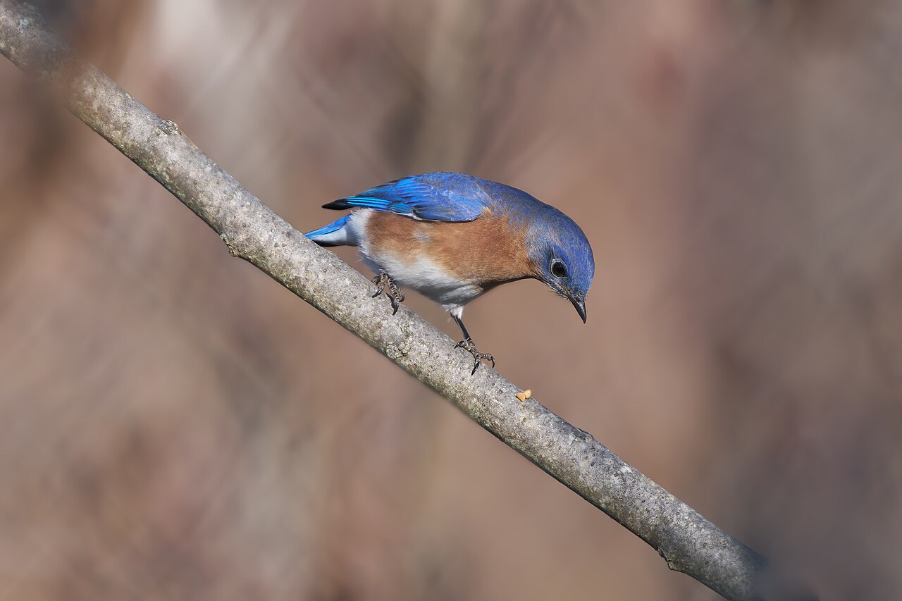 What Do Bluebirds Eat? Diet and How to Feed Them