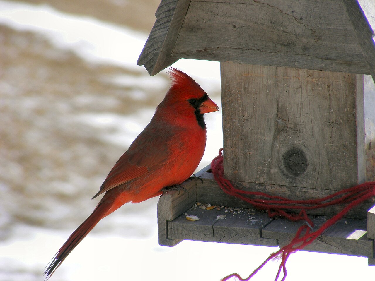 What Do Cardinals Eat at Feeders?