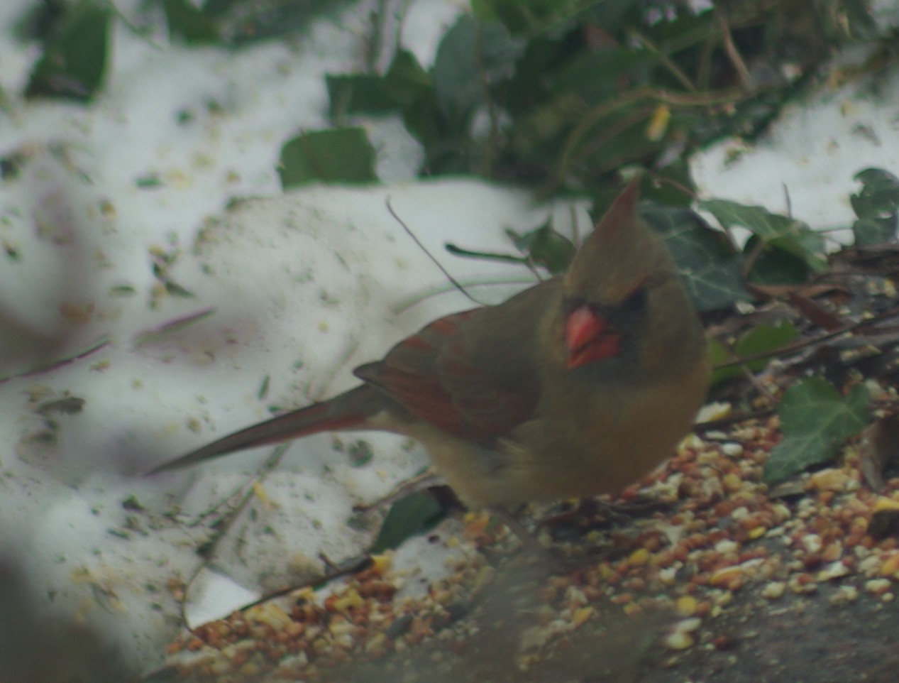 What Do Cardinals Eat in Winter?