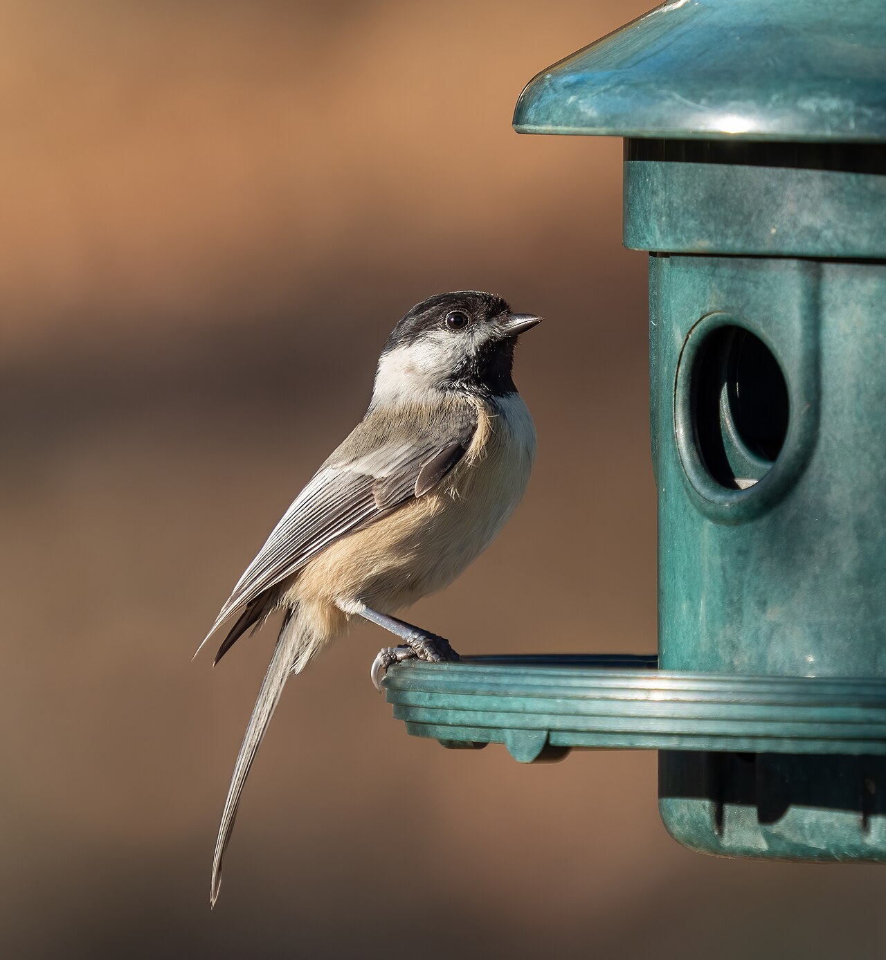 What Do Chickadees Eat? Year-Round Diet Guide