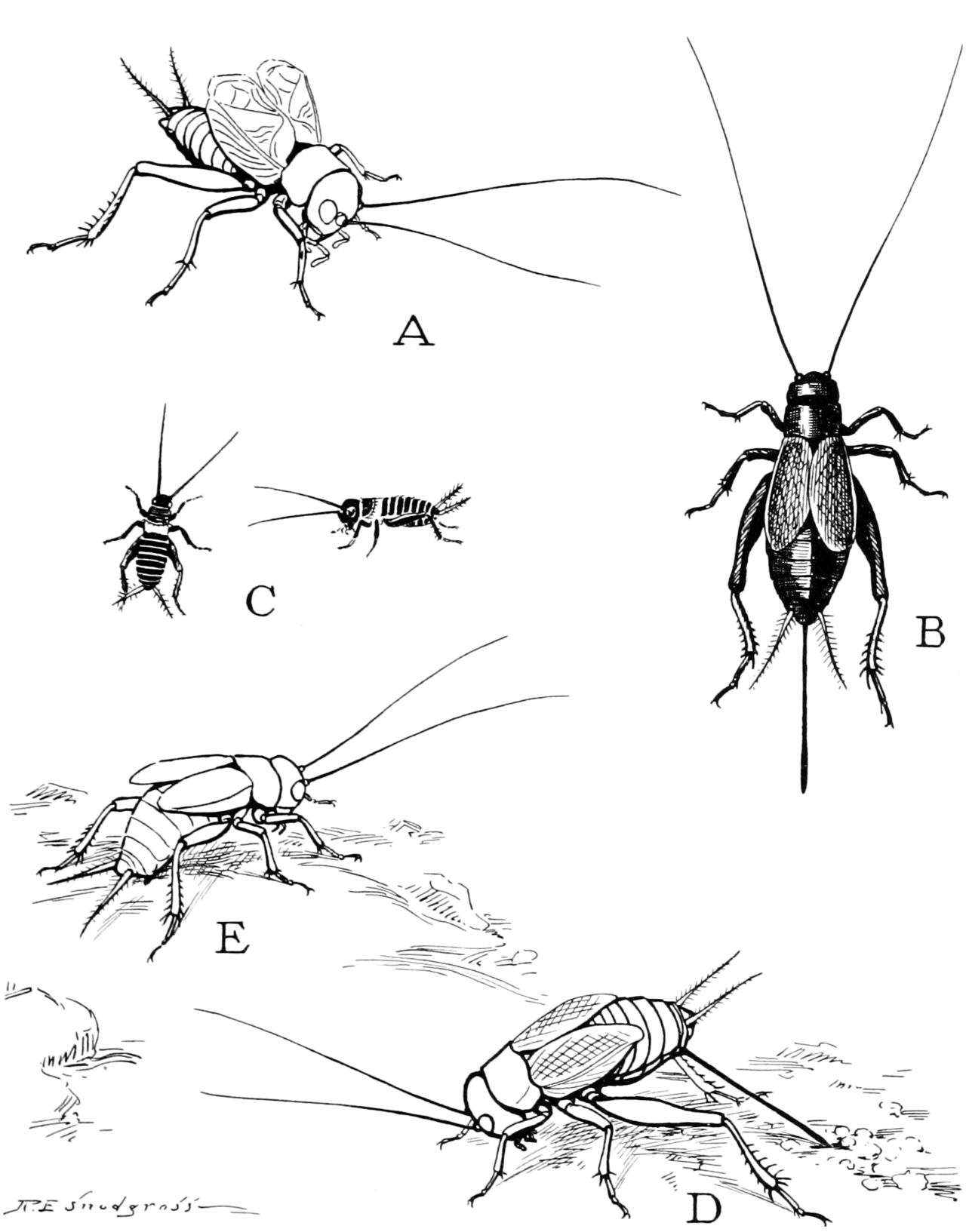 What Do Crickets Eat? Wild Diet & Feeder Care Guide