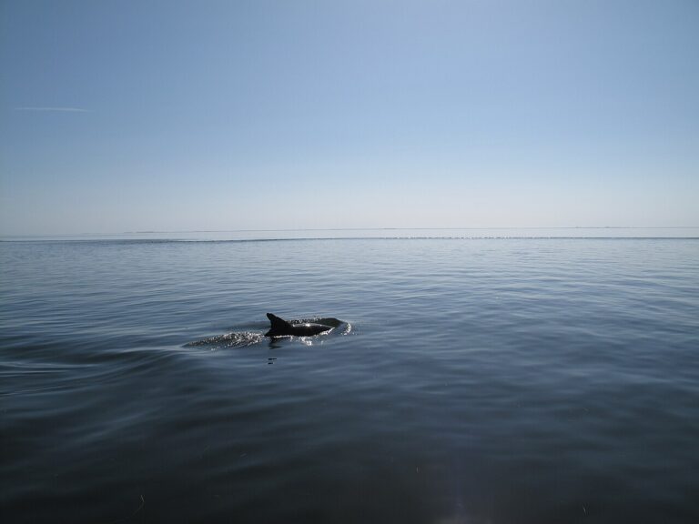 What Do Dolphins Eat?