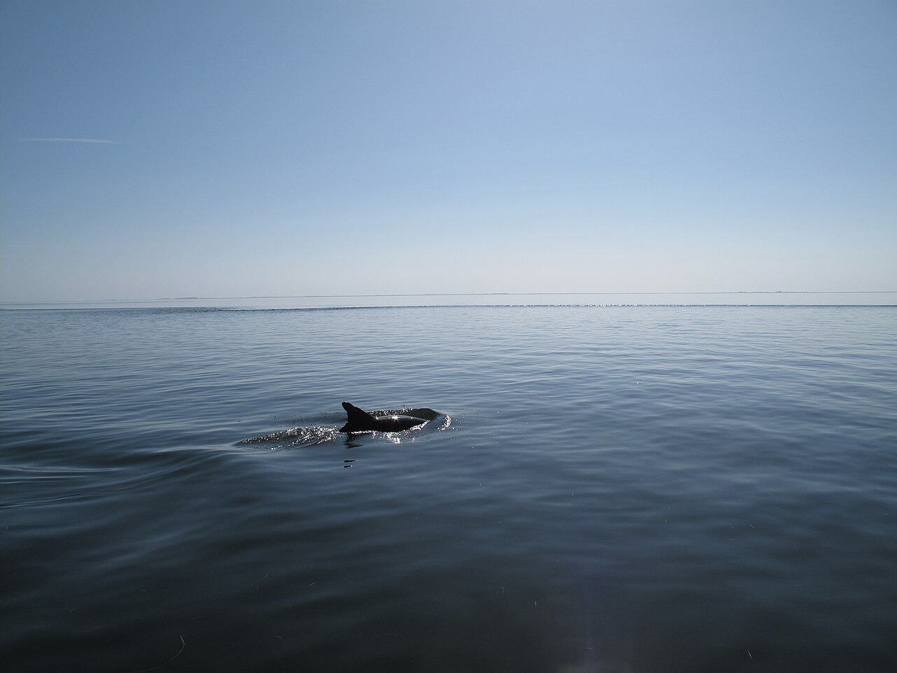 What Do Dolphins Eat?