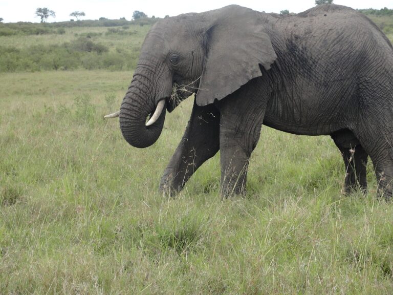 What Do Elephants Eat? Diet & Feeding Habits Guide