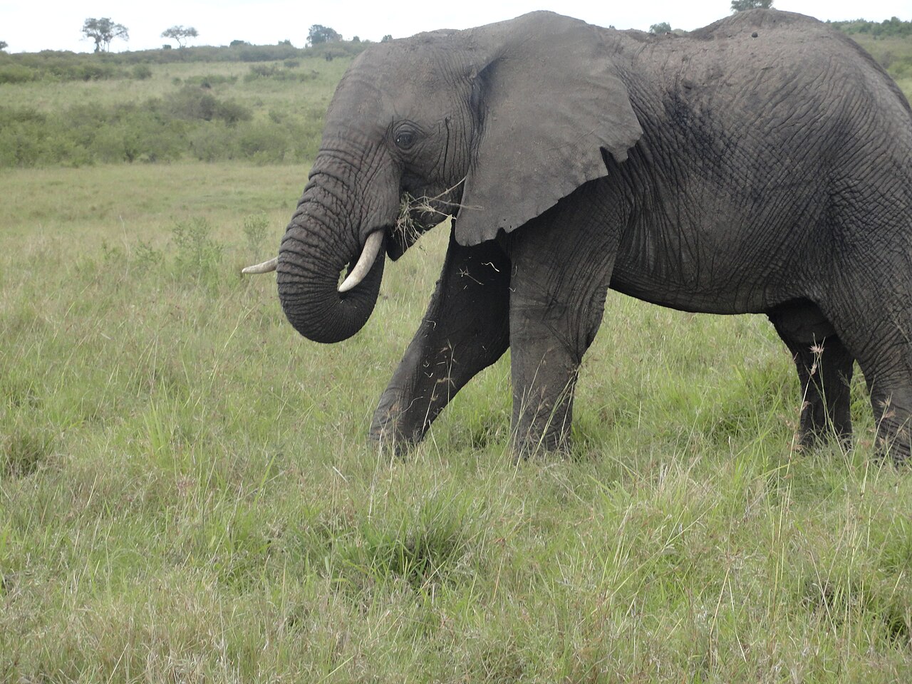 What Do Elephants Eat? Diet & Feeding Habits Guide