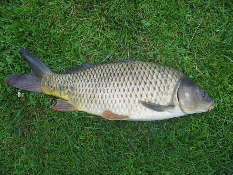What Do Fish Eat? Wild, Pond & Aquarium Diet Guide
