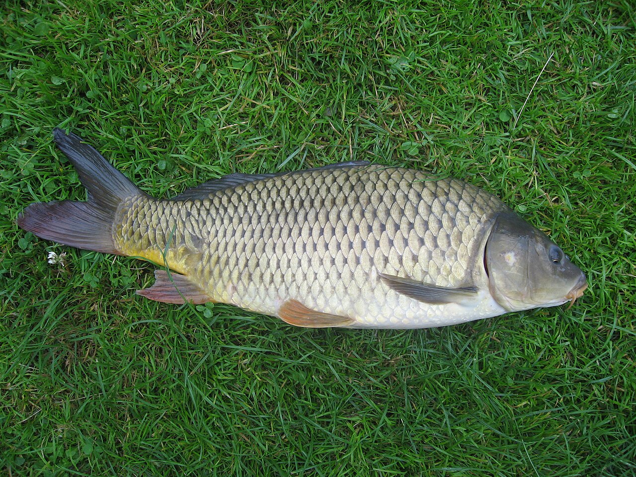 What Do Fish Eat? Wild, Pond & Aquarium Diet Guide