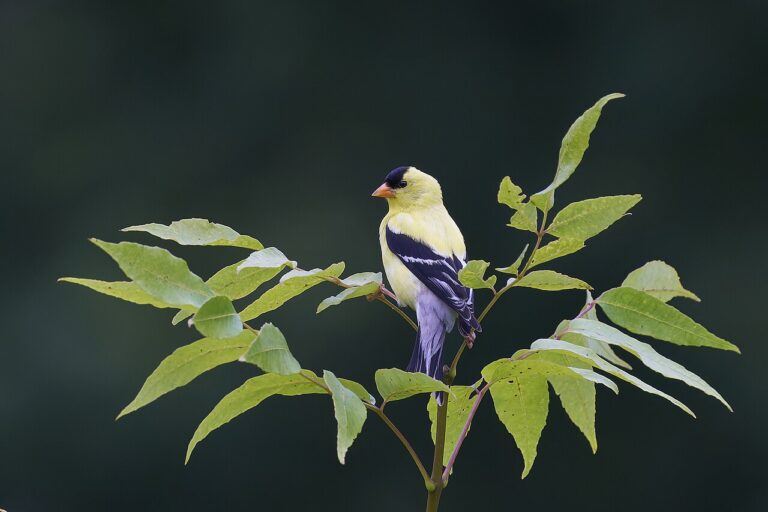 What Do Goldfinches Eat? A Vegetarian Seed Diet