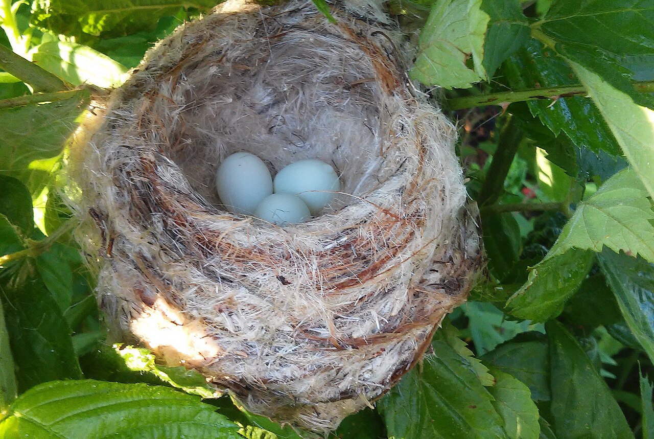 How Diet Shapes Their Late Nesting