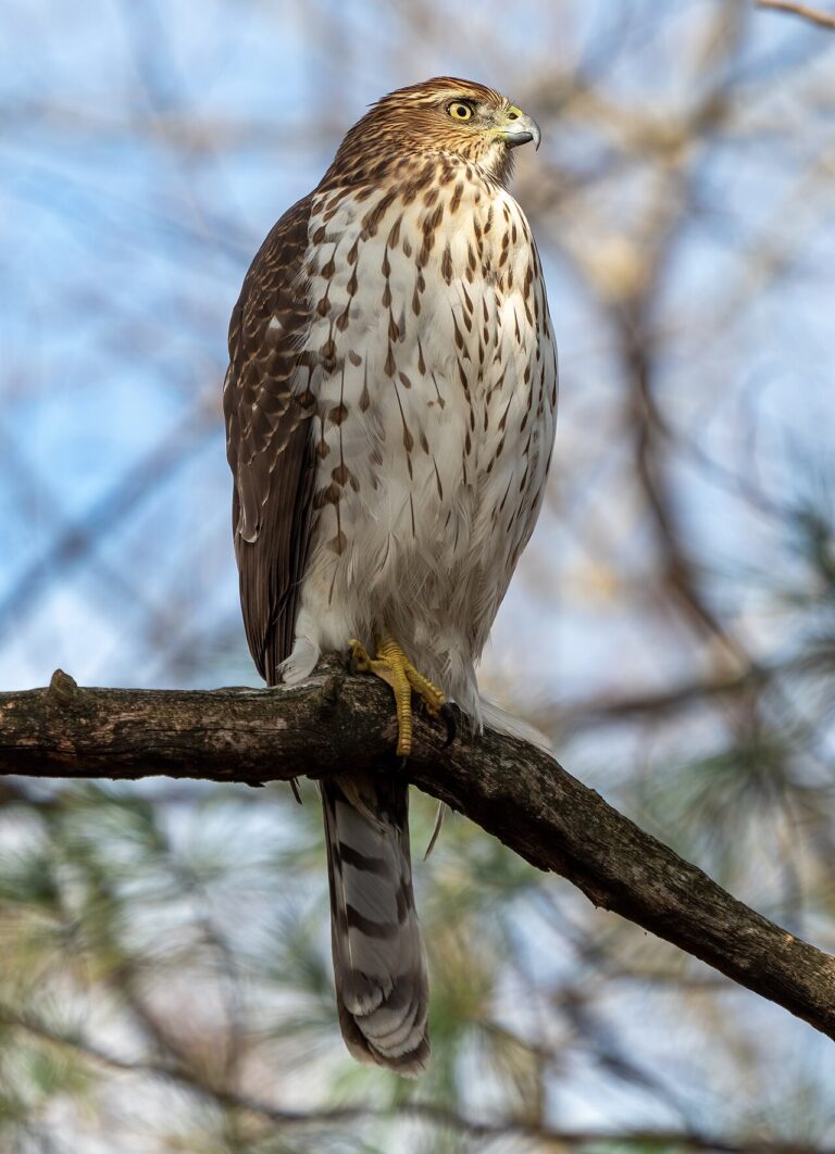 What Do Hawks Eat? Complete Diet Guide