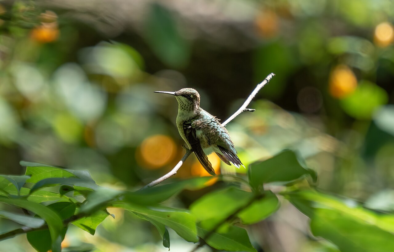 What Do Hummingbirds Eat? Beyond Sugar Water