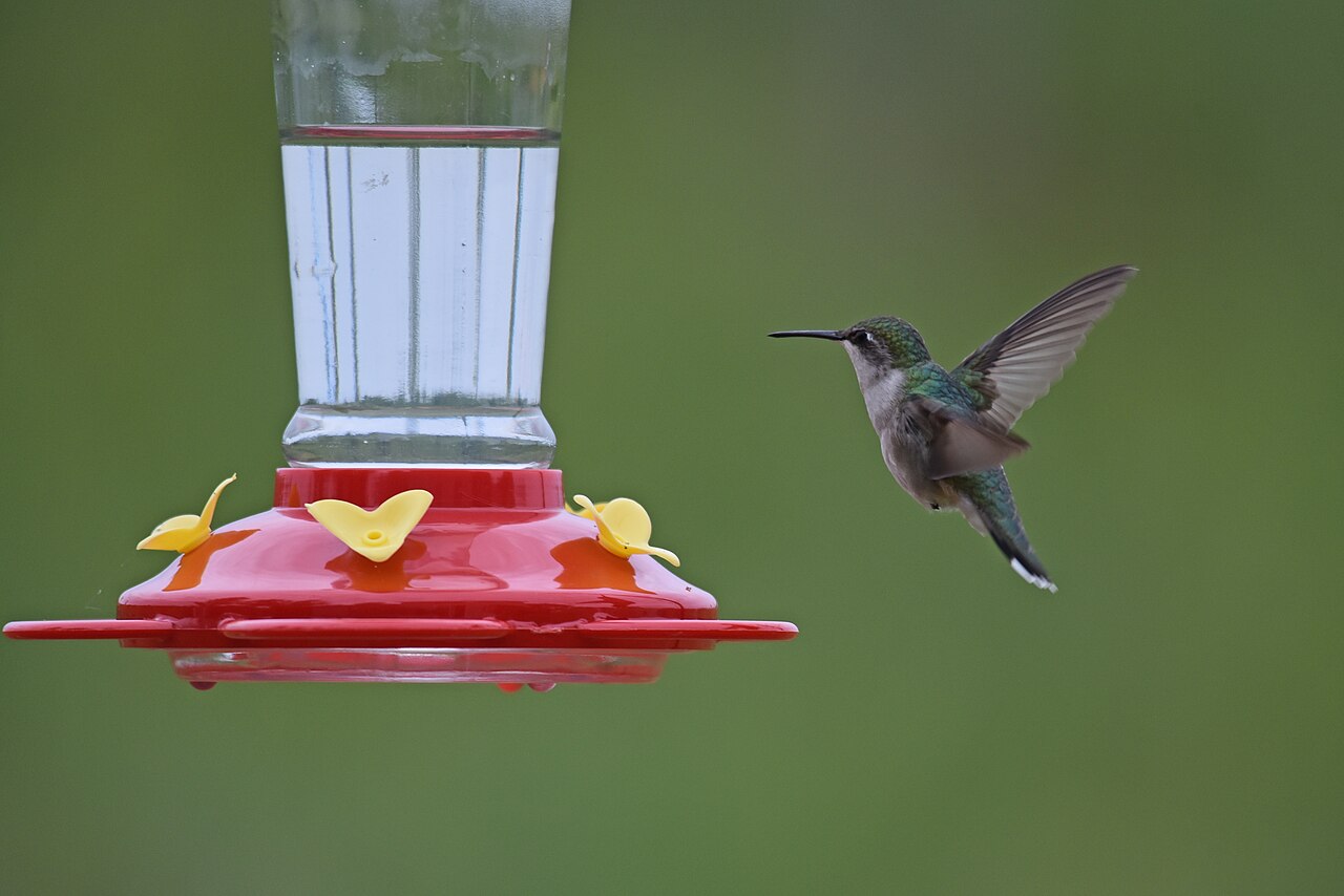 Do Hummingbirds Eat Anything Else?